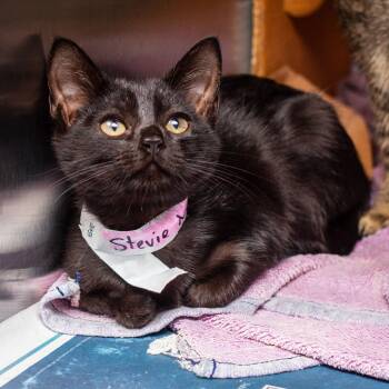 Stevie Nicks -  Domestic Short Hair Cat for Adoption in Hattiesburg, Mississippi - Stevie Nicks | PetCurious