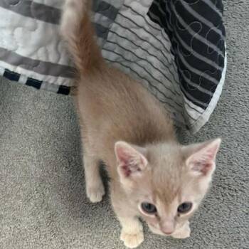 Domestic Short Hair Cats Available for Adoption in Nampa, Idaho - Rajah | PetCurious