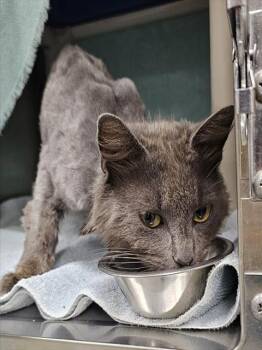 JORDAN -  Domestic Short Hair Cat for Adoption - JORDAN | PetCurious