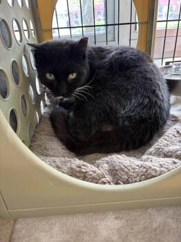 Domestic Medium Hair Cats Available for Adoption in Cleveland, Ohio - Marko | PetCurious