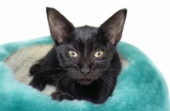LUCAS -  Domestic Short Hair Cat for Adoption in Fort Lauderdale, Florida - LUCAS | PetCurious