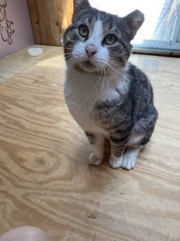 Rescue Domestic Short Hair Cats for Adoption in Lincoln Park, Michigan - Leo | PetCurious