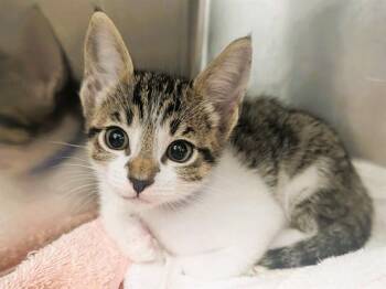 MANNY -  Domestic Short Hair Cat for Adoption in Palo Alto, California - MANNY | PetCurious