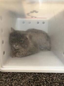 Philou -  Domestic Short Hair Cat for Adoption in Montreal, Quebec - Philou | PetCurious