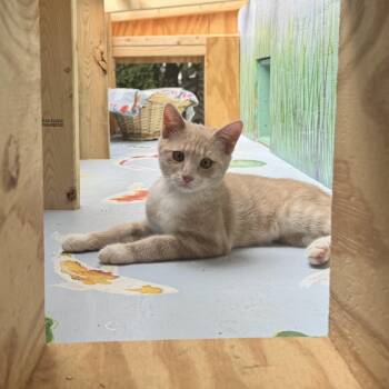 Rescue Domestic Short Hair Cats for Adoption in Spencer, North Carolina - Ripley Reeds | PetCurious