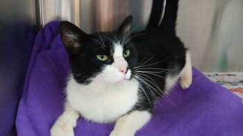 Domestic Short Hair Cats Available for Adoption - Sonique | PetCurious