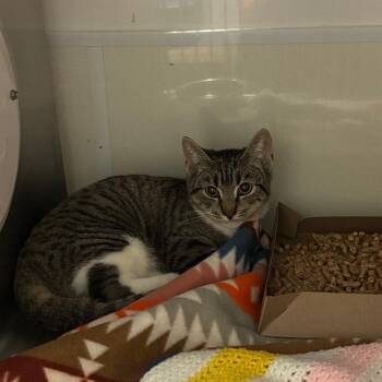 Domestic Short Hair Cats Available for Adoption - Alma | PetCurious