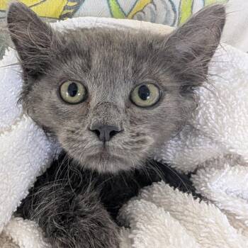 Rex -  Domestic Medium Hair Cat for Adoption in Chapel Hill, North Carolina - Rex | PetCurious