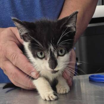 Wheels -  Domestic Short Hair Cat for Adoption in Summerlee, West Virginia - Wheels | PetCurious