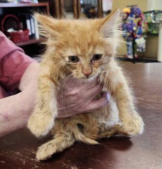 Elijah -  Tabby Cat Available for Adoption in York, Nebraska - Elijah | PetCurious