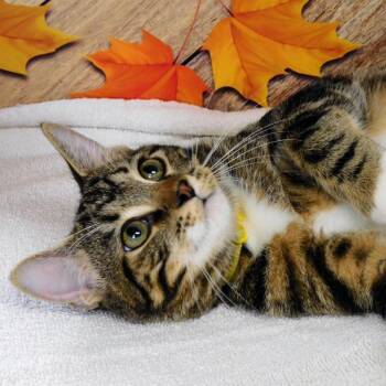 Scotty -  Domestic Short Hair Cat for Adoption in Canton, Illinois - Scotty | PetCurious