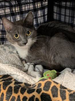 Rikki -  Domestic Short Hair Cat Available for Adoption in Hamilton, Ontario - Rikki | PetCurious
