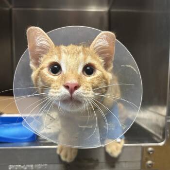 Mick Fleetwood -  Domestic Short Hair Cat for Adoption in Nashville, Tennessee - Mick Fleetwood | PetCurious