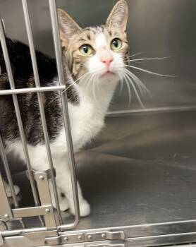 Joey -  Domestic Short Hair Cat for Adoption in Montville, New Jersey - Joey | PetCurious