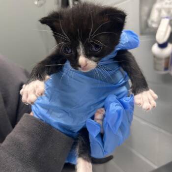 Grape -  Domestic Short Hair Cat for Adoption in Summerville, South Carolina - Grape | PetCurious