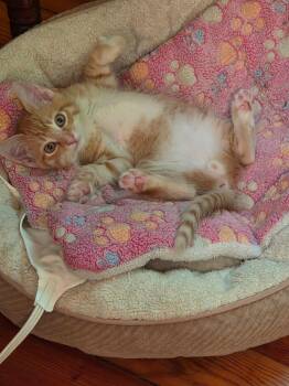 Torque (available for pre-adoption) -  Domestic Short Hair Cat Available for Adoption in Camden, South Carolina - Torque (available For Pre-adoption) | PetCurious