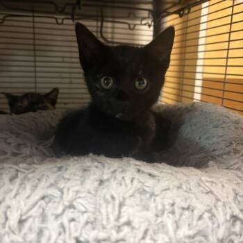 Carly -  Domestic Short Hair Cat for Adoption in Charleston, South Carolina - Carly | PetCurious