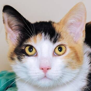 Walmart -  Domestic Short Hair Cat for Adoption in Victor, New York - Walmart | PetCurious