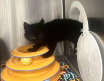Bert -  Domestic Medium Hair Cat for Adoption in Sherwood, Oregon - Bert | PetCurious