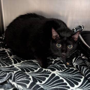 Chungus -  Domestic Short Hair Cat for Adoption in Titusville, Florida - Chungus | PetCurious