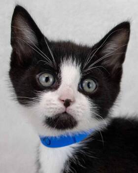 Domestic Short Hair and Tuxedo Cats Available for Adoption in Kennesaw, Georgia - Orca | PetCurious