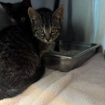 Domestic Short Hair Cats Available for Adoption in Englewood, Florida - Padme | PetCurious