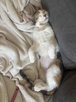 Flower ( Brittany ) -  Calico Cat for Adoption in Napa, California - Flower ( Brittany ) | PetCurious