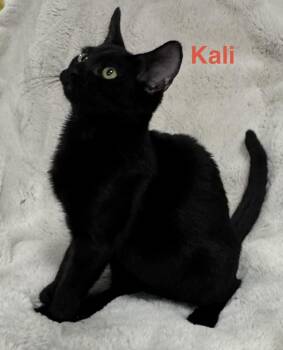 Kali - THIS DIVA MUST BE an only animal -  Bombay and Domestic Short Hair Cat for Adoption in Boca Raton, Florida - Kali - THIS DIVA MUST BE An Only Animal | PetCurious