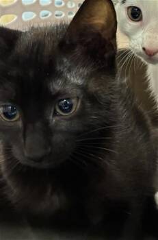 A137490 -  Domestic Medium Hair Cat for Adoption in Palmetto, Florida - A137490 | PetCurious