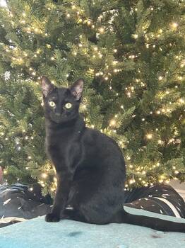 Rescue Domestic Short Hair Cats for Adoption in Alafaya, Florida - Pilot | PetCurious