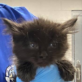 Domestic Medium Hair Cats Available for Adoption in Greenville, South Carolina - Futon | PetCurious