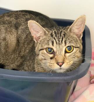 Domestic Short Hair Cats Available for Adoption in Columbia, Illinois - Tabbs | PetCurious