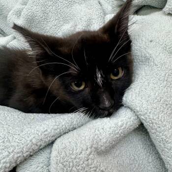 Rescue Domestic Medium Hair Cats for Adoption in Sonora, California - Spiro | PetCurious