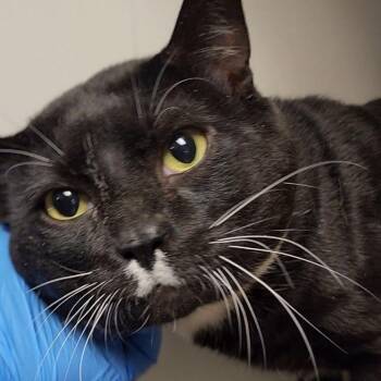 Panda Bear -  Domestic Short Hair Cat for Adoption in Kennett Square, Pennsylvania - Panda Bear | PetCurious