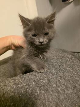 July -  Domestic Medium Hair Cat for Adoption in Metamora, Illinois - July | PetCurious