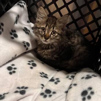 Cinder C12016 -  Domestic Medium Hair Cat for Adoption - Cinder C12016 | PetCurious