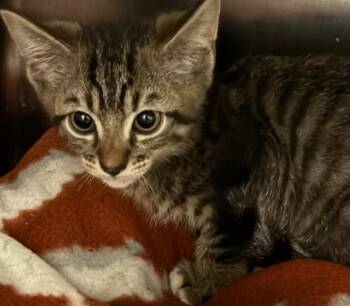 Cannon -  Domestic Short Hair Cat for Adoption in Elizabethton, Tennessee - Cannon | PetCurious