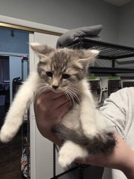 Rescue Domestic Short Hair Cats for Adoption in Metamora, Illinois - Venusaur | PetCurious