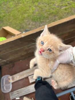 Domestic Short Hair Cats Available for Adoption in Fort Walton Beach, Florida - MACARONI MAYHEM | PetCurious