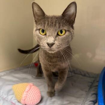 Despina -  Domestic Short Hair Cat for Adoption in East Hanover, New Jersey - Despina | PetCurious