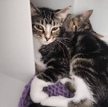 Remi -  Domestic Short Hair Cat for Adoption in Des Moines, Iowa - Remi | PetCurious