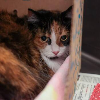 Manx and Domestic Long Hair Cats Available for Adoption - Callie | PetCurious