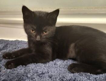 Domestic Short Hair Cats Available for Adoption in Quakertown, Pennsylvania - Gabby | PetCurious