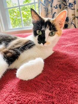 Sweet Pea -  Domestic Short Hair and Calico Cat for Adoption in Greensboro, North Carolina - Sweet Pea | PetCurious