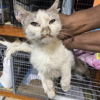 Domestic Short Hair Cats Available for Adoption in New York, New York - TJ | PetCurious