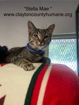 Rescue Tabby Cats for Adoption in Locust Grove, Georgia - Stella Mae - CCHS | PetCurious