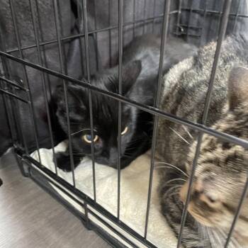 Felix -  Domestic Medium Hair and Mixed Breed Cat for Adoption in Spokane, Washington - Felix | PetCurious