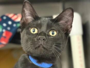 Garfunkel -  Domestic Short Hair Cat for Adoption in Portland, Oregon - Garfunkel | PetCurious