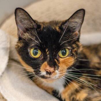 Jeanie -  Domestic Short Hair Cat for Adoption in Hilton Head Island, South Carolina - Jeanie | PetCurious