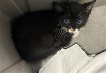 A136761 -  Domestic Short Hair Cat for Adoption in Palmetto, Florida - A136761 | PetCurious
